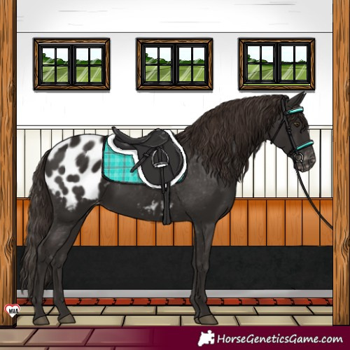 Horse Color:Liver Chestnut Appaloosa Rabicano