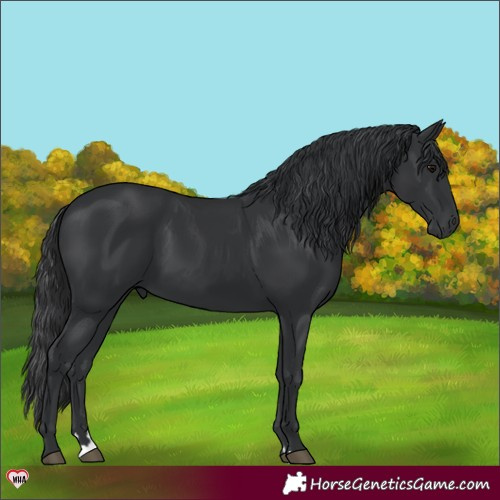 Horse Color:Black 