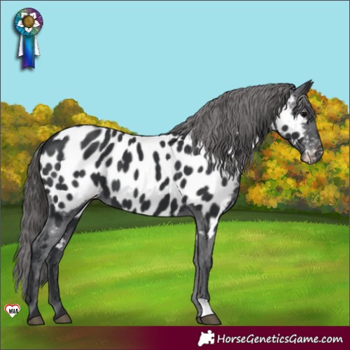 Horse Color:Black Appaloosa 