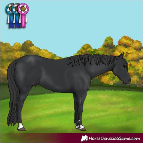 Horse Color:Black 