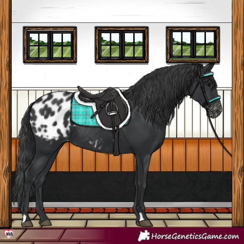 Horse Color:Black Appaloosa Rabicano 