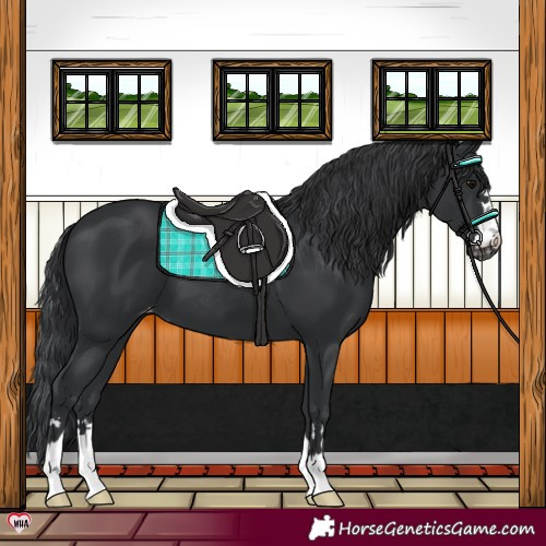 Horse Color:Black Appaloosa 
