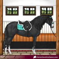 Horse Color:Black Appaloosa