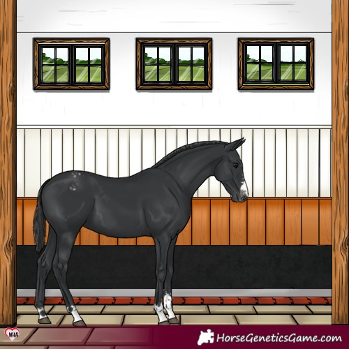 Horse Color:Black Appaloosa 