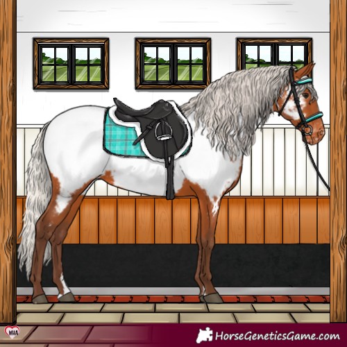 Horse Color:Silver Bay Appaloosa 