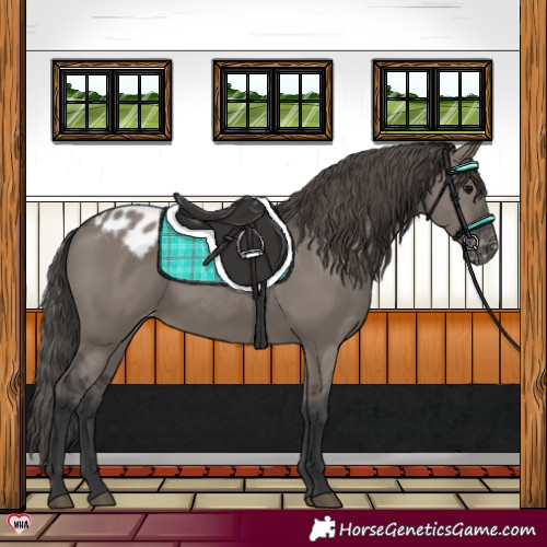 Horse Color:Grullo Appaloosa 