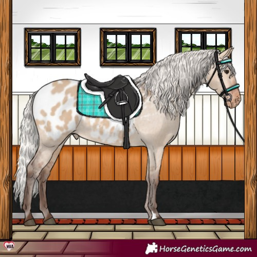 Horse Color:Silver Bay Dun Appaloosa Rabicano 
