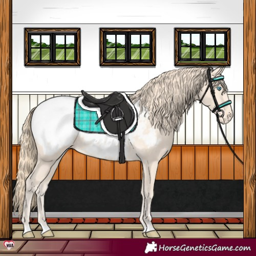 Horse Color:Perlino Near Fewspot Rabicano