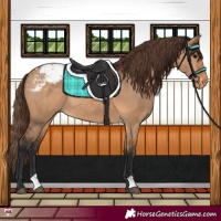 Horse Color:Bay Dun Varnish 