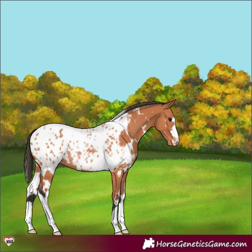 Horse Color:White Spotted Bay Appaloosa Rabicano 