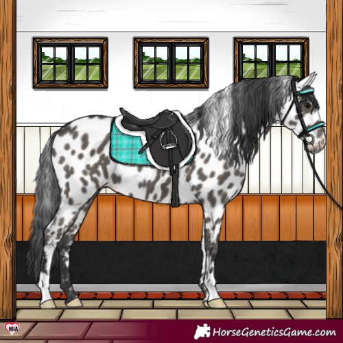 Horse Color:Black Appaloosa