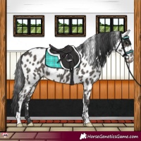 Horse Color:Black Blanket 