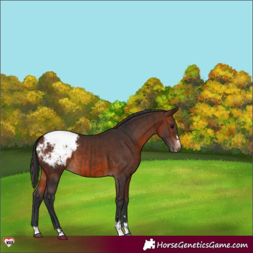 Horse Color:Brown Snowcap  and Brown Snowcap 