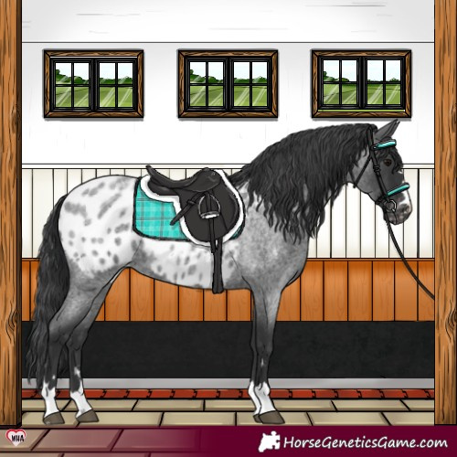 Horse Color:Blue Roan Appaloosa 