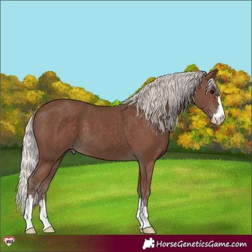 Horse Color:Silver Black Appaloosa 