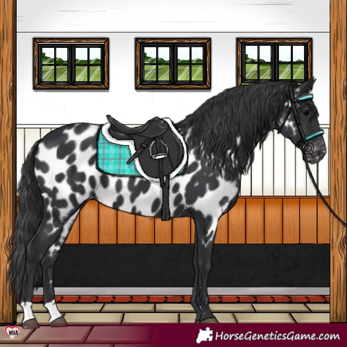 Horse Color:Black Appaloosa