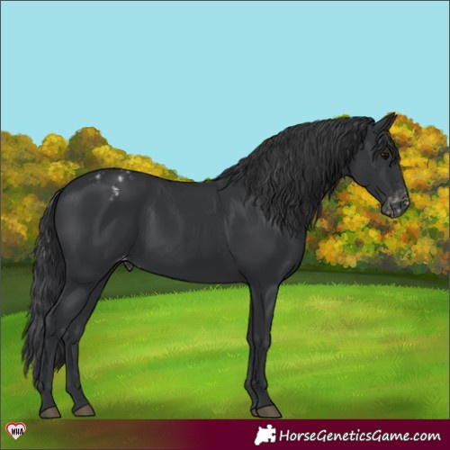Horse Color:Black Appaloosa 