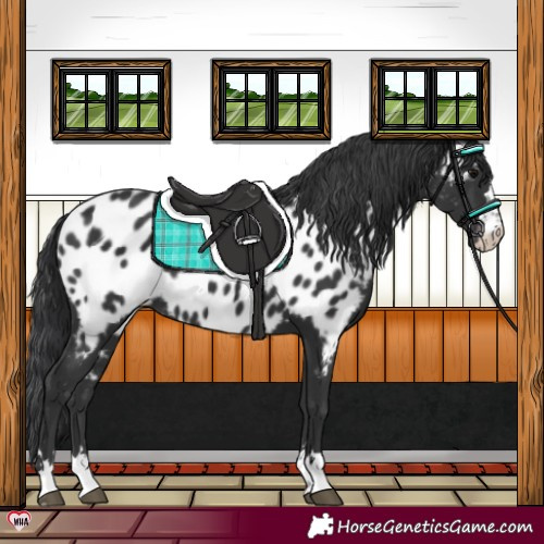 Horse Color:Black Near Leopard 
