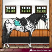 Horse Color:Black Near Leopard 