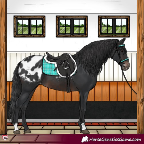 Horse Color:Brown Appaloosa 