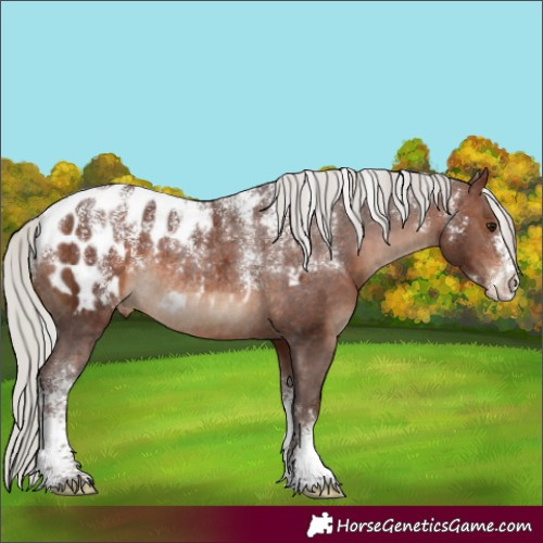 Horse Color:Powder White Silver Brown Appaloosa Rabicano 