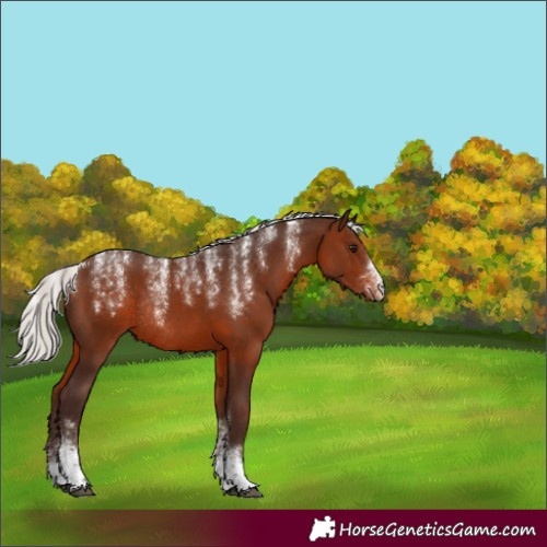 Horse Color:Powder White Silver Brown Sabino Varnish Rabicano 