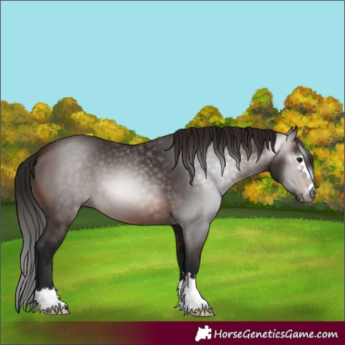 Horse Color:Gray Bay 
