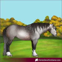 Horse Color:Gray Bay