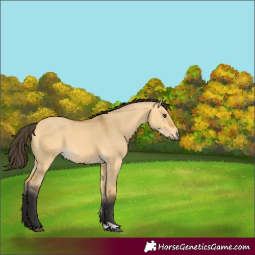 Horse Color:Buckskin Dun 