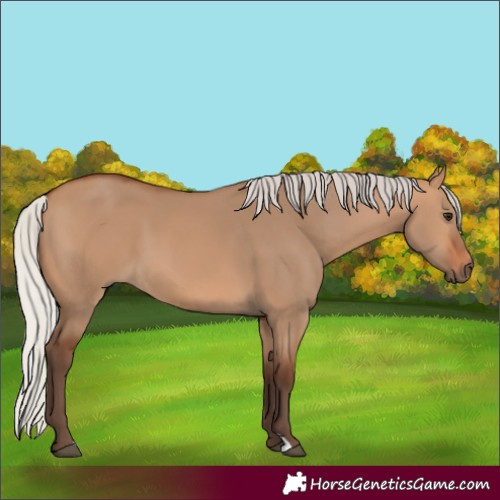 Horse Color:Silver Bay Dun 
