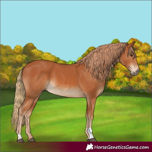 Horse Color:Chestnut  and Chestnut 
