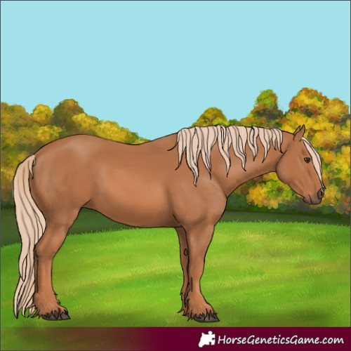 Horse Color:Chestnut Rabicano 