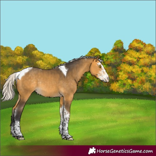 Horse Color:Silver Buckskin Sabino Tobiano Appaloosa Rabicano 