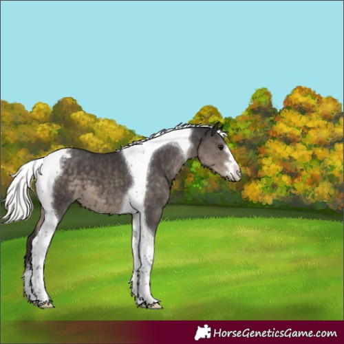 Horse Color:Silver Smoky Black Tobiano Varnish 