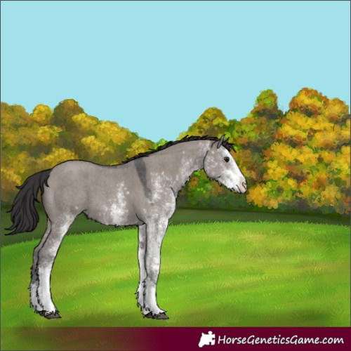 Horse Color:White Spotted Smoky Grullo 