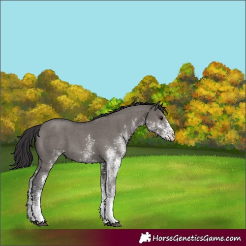Horse Color:White Spotted Smoky Grullo 
