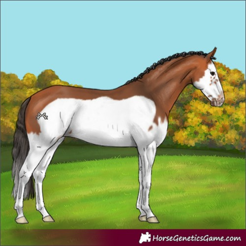 Horse Color:Bay Splash Frame 