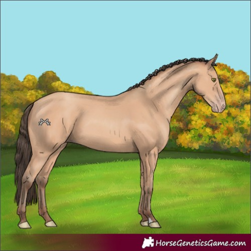 Horse Color:Amber Champagne 