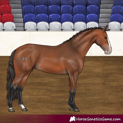 Horse Color:Bay Splash Frame 