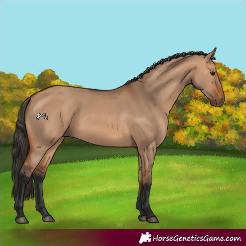 Horse Color:Bay Dun 