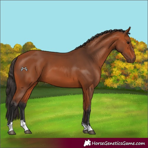 Horse Color:Bay 