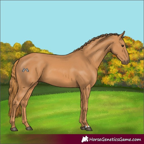 Horse Color:Chestnut 