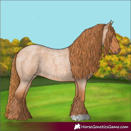 Horse Color:Red Roan