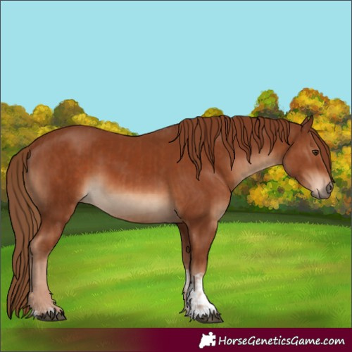 Horse Color:Chestnut  and Chestnut 