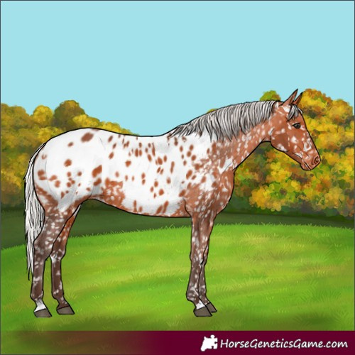 Horse Color:White Spotted Silver Bay Appaloosa Rabicano 