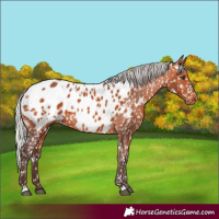 Horse Color:White Spotted Silver Bay Appaloosa Rabicano
