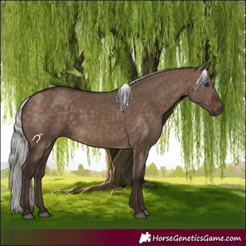 Horse Color:Silver Brown Dun 