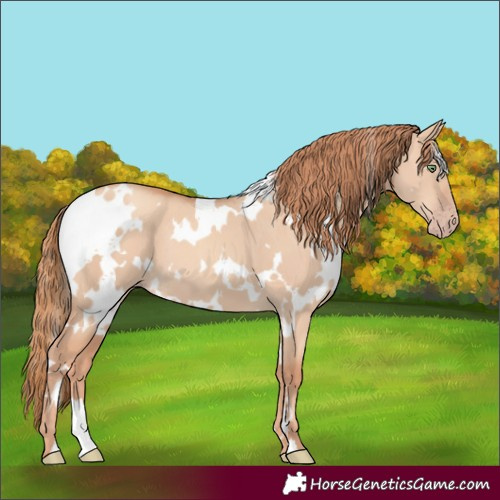 Horse Color:White Spotted Gold Champagne Dun 