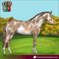 Horse Color:White Spotted Red Dun Rabicano 