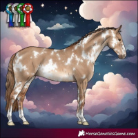 Horse Color:White Spotted Red Dun Rabicano 